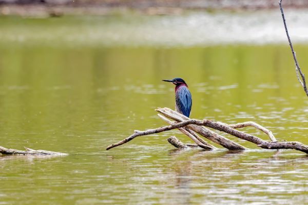 Green heron sitting on fallen down branch above wetland