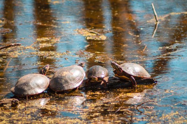 Four painted turtles on log in water