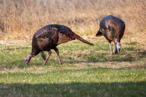 Two eastern wild turkeys fielding in field