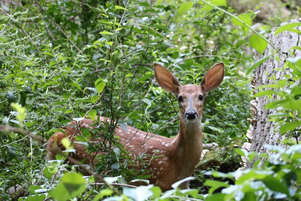 White-tailed deer fawn standing in green foliage 