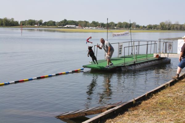 Man throws dog toy into water for a chocolate Labrador dog to retrieve. 