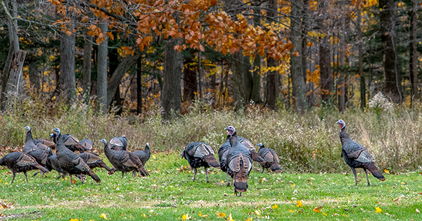 group of wild turkeys in a field with fall trees in background