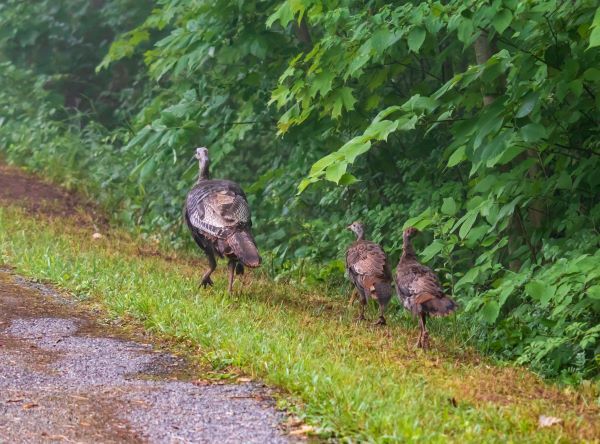 Hen turkey leads turkey poults along a hedgerow.