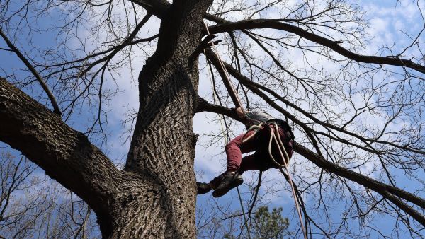 A woman scales the trunk of a tall tree. She is in a safety harness with a fluffy cloud and blue sky over her head.