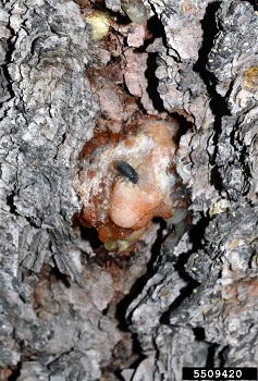 A black beetle on a a light pink blob of pine pitch on a pine tree trunk.