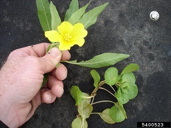 A hand holding a stalk with a five-petaled yellow flower and long, pointed leaves. A stem with rounded leaves is on the right.