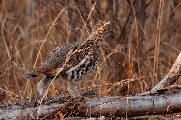 Ruffed grouse stands on log during September day. 