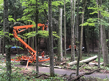 Hartwick Pines tree cutting