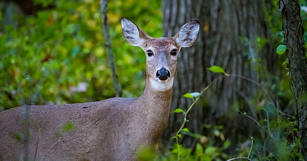 white-tailed doe in forest