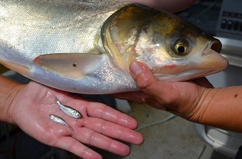 An adult silver carp and a hand holding two juvenile silver carp.