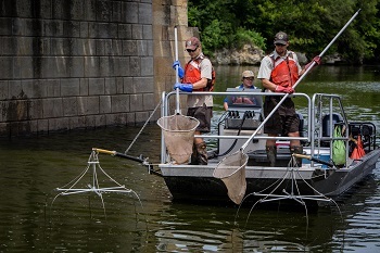 Two men stand holding nets in the front of a boat equipped with electrofishing gear. A woman skipper is visible behind them.