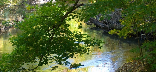 lush green trees overhang a calm stream in the forest, surrounded by downed tree trunks and ground cover. Sunlight breaks through the trees