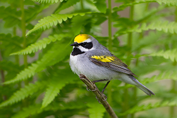 A gray-feathered bird with yellow marks on wings and face perches in a young, full, green tree