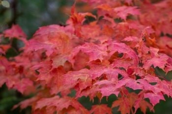 A full maple tree branch with leaves showing scarlet autumn color