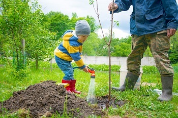 little boy in bright red boots and blue hat waters a newly planted sapling from a red nozzle and hose; an adult holds the tree upright.