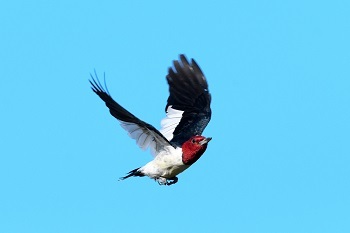 A red-headed woodpecker with a white body and black wings poised upward in flight, against a clear blue sky