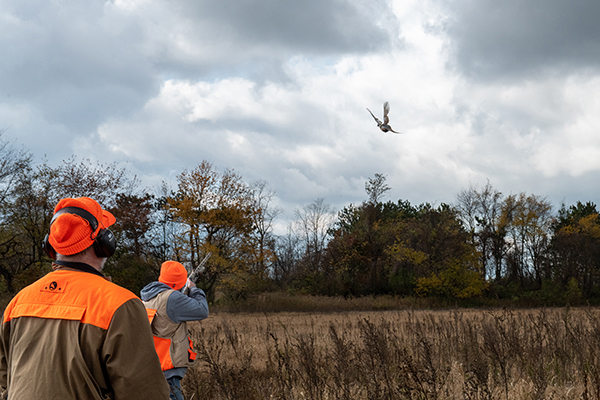 A hunter shoots at a pheasant in a field.