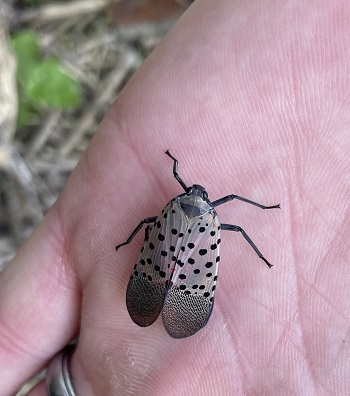 An adult spotted lanternfly, with wings closed, rests on the palm of an open hand.