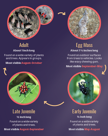 An infographic showing the life stages of the spotted lanternfly from egg mass to adult.