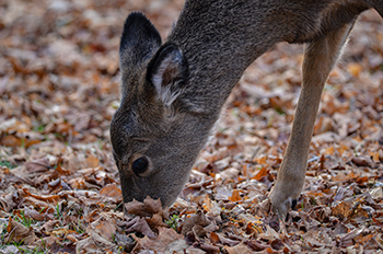 A close-up image shows an antlerless deer in autumn in Marquette County.