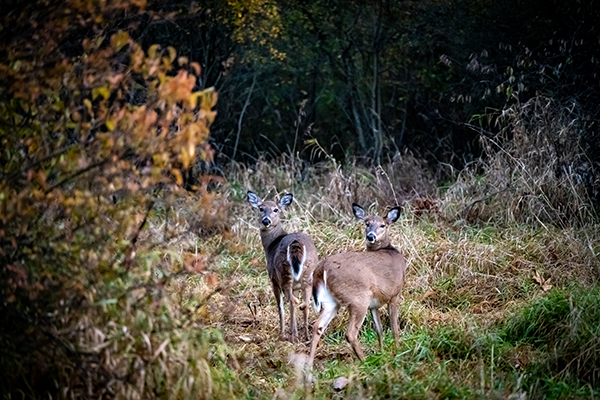 Two antlerless deer are pictured in a marsh.