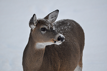 An antlerless deer is shown in winter.