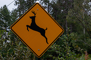 A deer crossing sign is shown along a road near a place of regular deer activity.