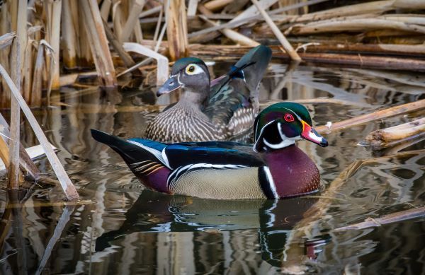 Male and female wood ducks swim in a wetland.