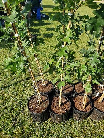 six young trees, in black pots, with slender trunks and green leaves sit on a grassy area