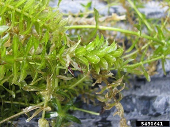 A mass of invasive hydrilla, an aquatic plant, held just above the water's surface.