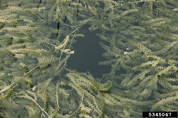 Hydrilla stems float at the water’s surface. Heavy infestations can block access to waterways. 