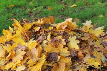 A raked-up heap of golden and russet fall leaves on a green lawn