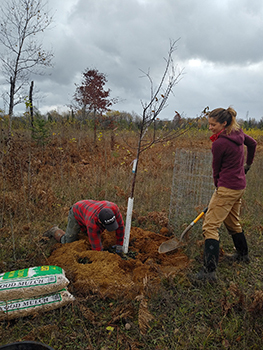 a young woman digs shovels dirt aroiund a newly planted sapling as a man kneels by the tree to help plant and stabilize it