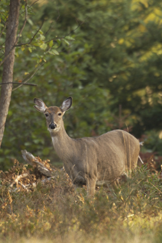 whitetail doe in forest