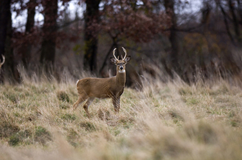 whitetail buck in grassy field with forest in background