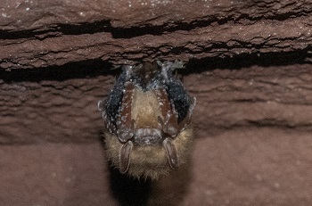 a little brown bat hangs upside down from the ceiling of a craggy, tan-colored cave