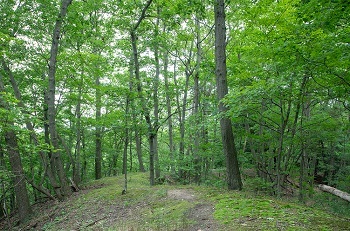 a forested area with tall, mature trees with lush green leaves, and a clearing with a worn dirt path area