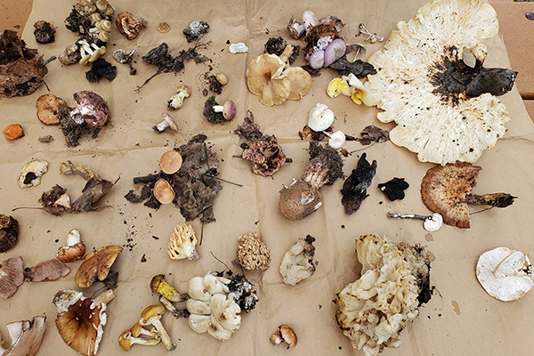 assortment of wild mushrooms on brown paper-covered table