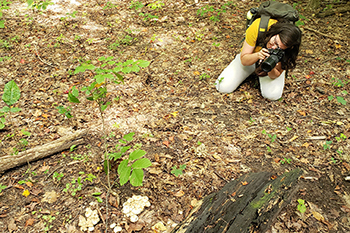 person photographs mushrooms growing in forest