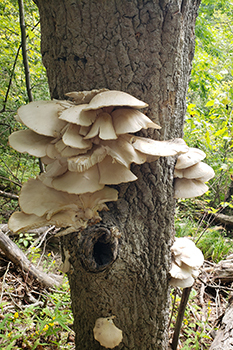 cluster of oyster mushrooms growing from a tree
