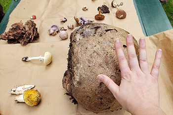 large puffball mushroom next to person's hand