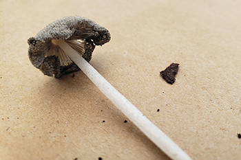 dark gray mushroom with white stem