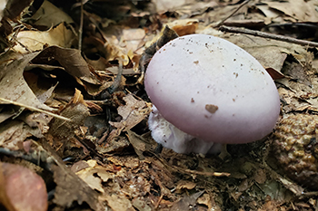 light purple mushroom amid leaves on forest floor