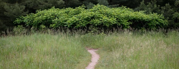 A worn game trail leads to a stand of young black walnuts