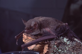 little brown bat lays over a broken, gnarled tree branch