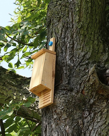 a tall, narrow bat house made of light blond wood, with an opening at bottom, nailed to a thick, mature, dark-barked tree