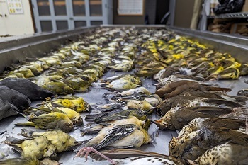Several dozen deceased gray, yellow and white songbirds lay side to side in rows on a rectangular steel cart, inside a cabineted room