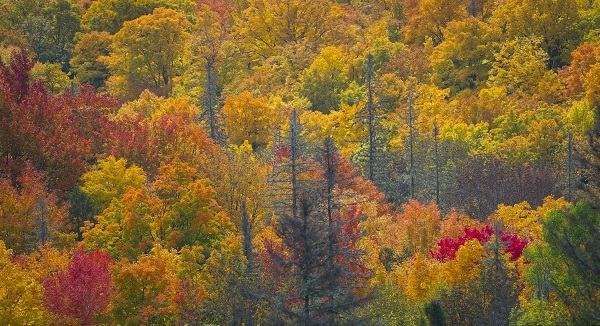 aerial view of lush fall forest, with leaf colors of gold, orange, russet, burgundy and green. Some tall, thin tree trunks stretch upward.