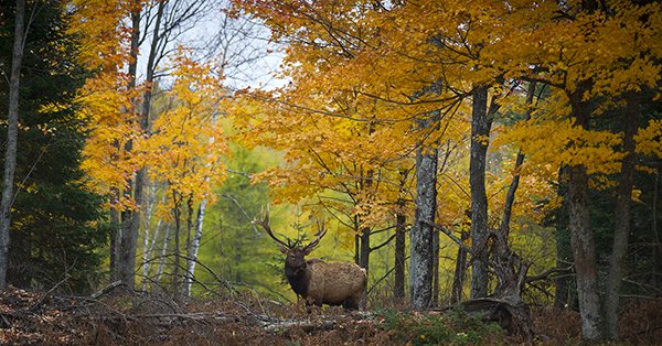elk in forest with fall foliage