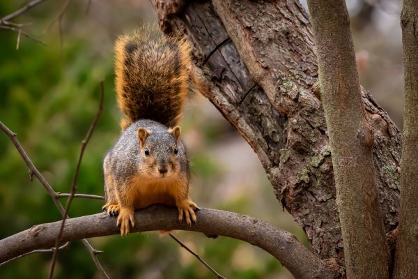 Fox squirrel in tree.